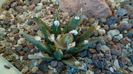 Ariocarpus agavoides 2