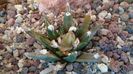 Ariocarpus agavoides 2