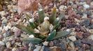 Ariocarpus agavoides 2