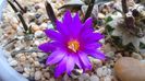 Ariocarpus agavoides 1