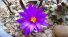 Ariocarpus agavoides 1