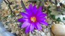 Ariocarpus agavoides 1