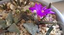 Ariocarpus agavoides 1