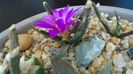 Ariocarpus agavoides 1