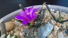 Ariocarpus agavoides 1