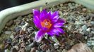Ariocarpus agavoides 2