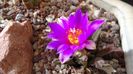 Ariocarpus agavoides 2