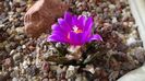 Ariocarpus agavoides 2