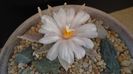 Ariocarpus retusus