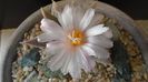 Ariocarpus retusus