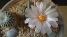 Ariocarpus retusus