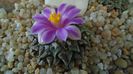 Ariocarpus kotschoubeyanus v. macdowellii