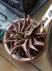 Haworthia limifolia