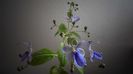 Clerodendrum ugandese... calde multumiri!