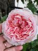 Abraham Darby