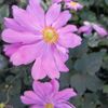 Anemone japoneze