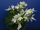 lunar lily white