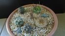 Grup de 6 cactusi