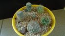 Grup de 6 Mammillaria