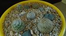Grup de 5 Mammillaria