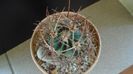 Echinocactus parryi