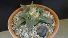 Ariocarpus retusus ssp. trigonus, El Olmo
