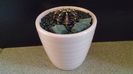 Gymnocalycium friedrichii, LB 2178 Agua Dulce, PY