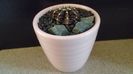 Gymnocalycium friedrichii, LB 2178 Agua Dulce, PY