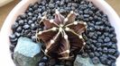 Gymnocalycium friedrichii, LB 2178 Agua Dulce, PY