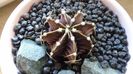 Gymnocalycium friedrichii, LB 2178 Agua Dulce, PY