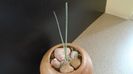 Dracaena serrulata (Yemen, Dhofar, Oman)
