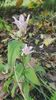 tricyrtis hirta(orhidee de gradina)
