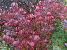 euonymus alatus Compactus