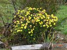 chrysanthemum Nantyderry Sunshine