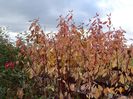 cornus alba sibirica Variegata