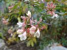 abelia grandiflora