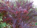 berberis Orange Rocket