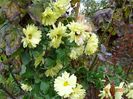 tufanele galben deschis
