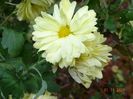 tufanele galben deschis