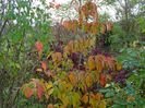 cornus kousa