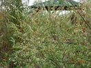 salix Hakuro Nishiki