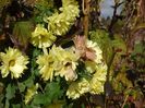 tufanele galben deschis