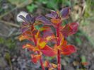 enkianthus campanulatus