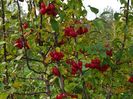 malus Red Sentinel