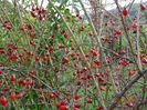rosa canina