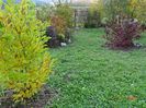 magnolia stellata Rosea si viburnum tomentosum