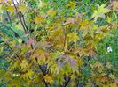 acer palm. Osakazuki - nu vrea nicicum sa se inroseasca