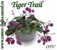 TIGER TRAIL