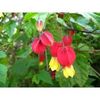 ABUTILON  MEGA