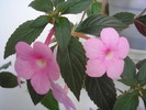 Peach Blossom